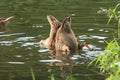 Duck duo dives in the waters of a beautiful summer lake Royalty Free Stock Photo