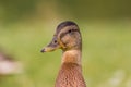 Duck Royalty Free Stock Photo