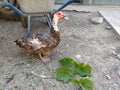 Duck eat a grape leaves Royalty Free Stock Photo