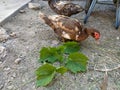 Duck eat a grape leaves Royalty Free Stock Photo