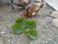 Duck eat a grape leaves Royalty Free Stock Photo