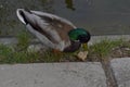 duck eating bread near the river