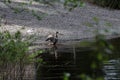 A duck on the edge of a pond with opened wings