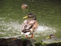 Duck on the edge Royalty Free Stock Photo