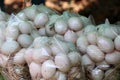 Duck egg on the straw in the plastic bag Royalty Free Stock Photo