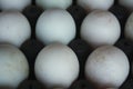 Duck eggs in black plastic panel ready for sale Royalty Free Stock Photo