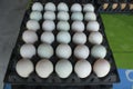 Duck eggs in black plastic panel ready for sale Royalty Free Stock Photo