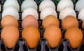 duck eggs and chicken egg in carton box Royalty Free Stock Photo