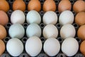 duck eggs and chicken egg in carton box Royalty Free Stock Photo
