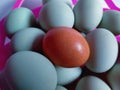Duck eggs and chicken eggs in one basket. Different colors but united in a basket