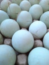 Duck eggs contain a variety of vitamins and minerals, especially vitamin B12