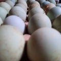 Duck eggs contain a variety of vitamins and minerals, especially vitamin B12