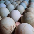 Duck eggs contain a variety of vitamins and minerals, especially vitamin B12