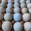 Duck eggs contain a variety of vitamins and minerals, especially vitamin B12