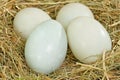 Duck Eggs Royalty Free Stock Photo