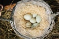 White chicken eggs in a straw and basket Royalty Free Stock Photo