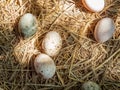 Duck eggs on hey in a farm Royalty Free Stock Photo