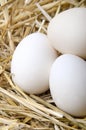 Duck eggs lying in straw Royalty Free Stock Photo