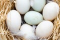 Duck eggs nest, spring Easter symbol. Royalty Free Stock Photo