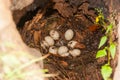 Duck eggs in nest in trunk of tree Royalty Free Stock Photo