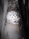 Duck eggs ready to be incubated to become ducklings Royalty Free Stock Photo