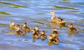duck and eight little ducklings