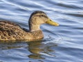 Duck at El Dorado lake park