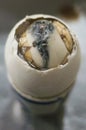 Duck embryo egg in a ceramic cup Royalty Free Stock Photo