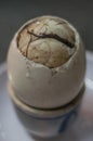 Duck embryo egg in a ceramic cup Royalty Free Stock Photo