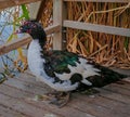 A duck that enchants with its colors Royalty Free Stock Photo