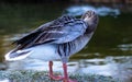 A duck in english garden