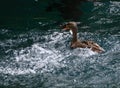 Duck enjoying fun in the Wenatchee River, WA Royalty Free Stock Photo
