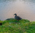 Duck enjoying the river side