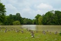 A duck is enjoying the sun on the meadow near Kleinhesseloher lake in English Garden Englischer Garten in Munich, Germany. Royalty Free Stock Photo