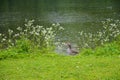 A duck is enjoying the sun on the meadow near Kleinhesseloher lake in English Garden Englischer Garten in Munich, Germany. Royalty Free Stock Photo