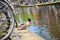 A duck enjoying the water from Delft canal, Netherlands