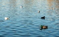 Duck, eurasian coot and gulls