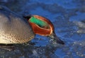 Duck Eurasian Teal or Common Teal Anas crecca male. Teal drinks some water from a puddle on ice. Duck head close up