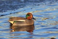 Duck Eurasian Teal or Common Teal Anas crecca male. Teal swimming in the water. Blue Sky is reflected in the water