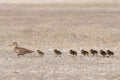 Duck eurasian teal leads its brood of seven chicks across the road