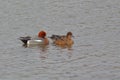 Duck Eurasian Wigeon or Widgeon Mareca penelope Duck Family. A pair of wild ducks swim in the water Royalty Free Stock Photo