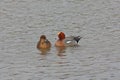 Duck Eurasian Wigeon or Widgeon Mareca penelope Duck Family. A pair of wild ducks swim in the water Royalty Free Stock Photo