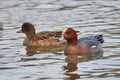 Duck Eurasian Wigeon or Widgeon Mareca penelope Duck Family. A pair of wild ducks swim in the water