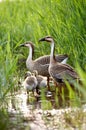 Duck family Royalty Free Stock Photo