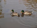 Duck (family Anatidae). Ducks are mostly aquatic birds. Royalty Free Stock Photo