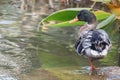 Duck in the family Anatidae Royalty Free Stock Photo