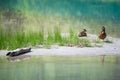 Duck family with babies at river with grass water