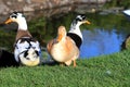 A duck family, a big drake and a yellow duck are sitting on a green lawn. Poultry on a farm. Waterfowl birds