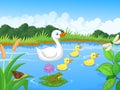 Duck family cartoon swimming Royalty Free Stock Photo