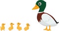 Duck family cartoon Royalty Free Stock Photo